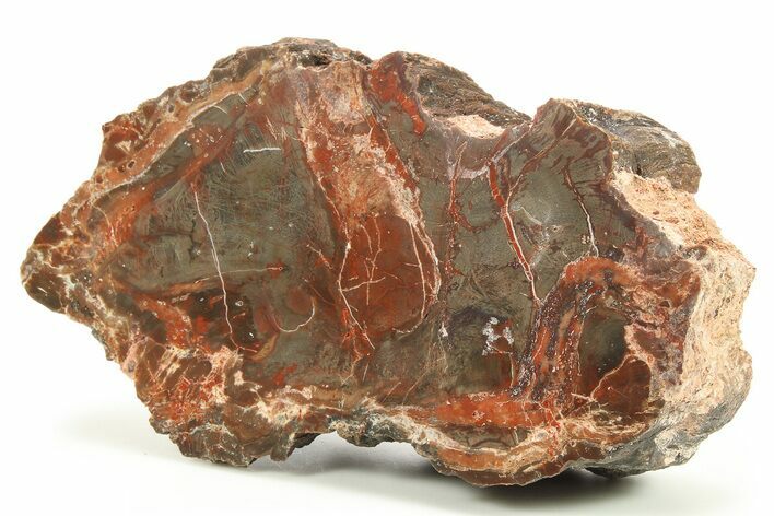 Polished Petrified Wood (Araucarioxylon) - Arizona #284327